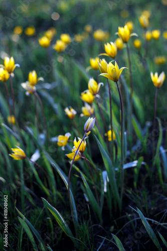 Fototapeta Naklejka Na Ścianę i Meble -  beautiful wild yellow tulips on the meadow