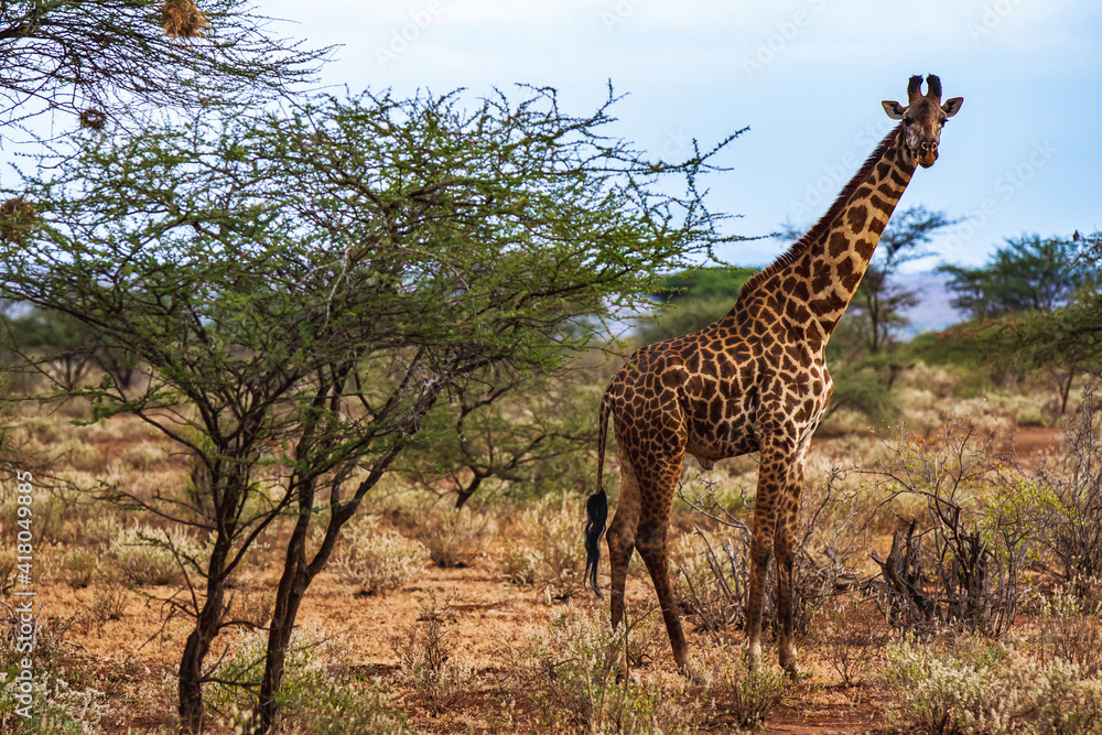 Foto giraffe in the wild