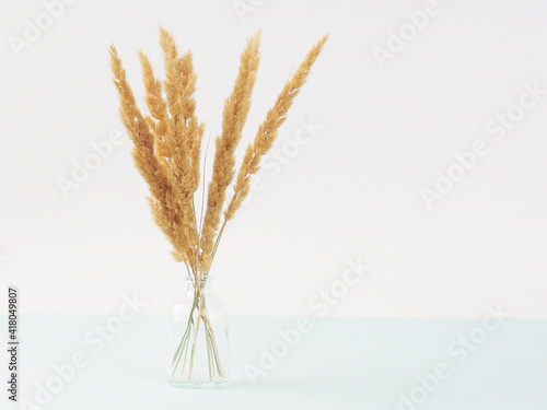 Close up bouquet of dry spikelets on pastel blue background. © byallasaa