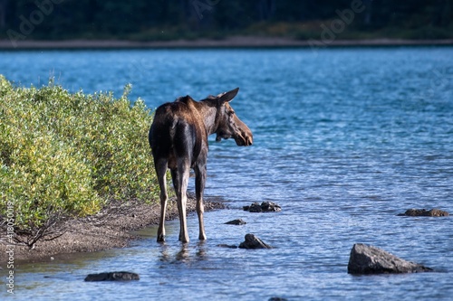 Rear view of a Canadian Moose standing in Maligne Lake, Jasper National Park, Alberta, Canada