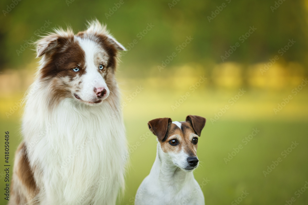 two dogs sitting in park