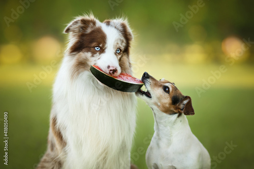 Wall Mural two dogs eatting watermelon