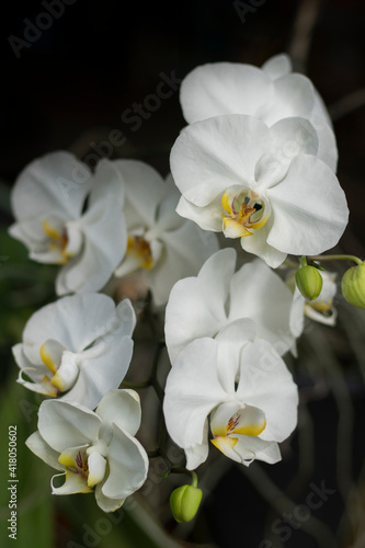 Natural background with the beautiful orchids white phalaenopsis at Nursery orchids in Thailand. Orchids and garden on nature background ideas concept. Selective focus and free space foe text.