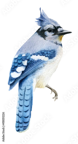 A jay bird hand drawn in watercolor isolated on a white background. Watercolor illustration. 