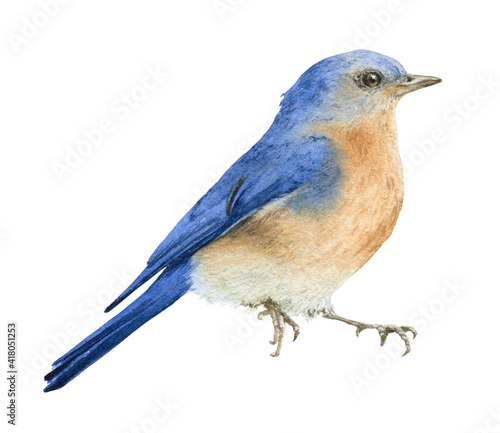 A bluebird  hand drawn in watercolor isolated on a white background. Watercolor illustration. 