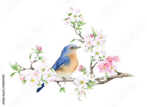 Blooming apple branch and a bluebird hand drawn in watercolor isolated on a white background. Watercolor illustration. Apple blossom. Floral composition. Spring watercolor illustration