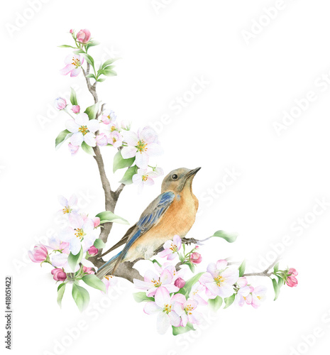 Blooming apple branch and a bluebird hand drawn in watercolor isolated on a white background. Watercolor illustration. Apple blossom. Floral composition. Spring watercolor illustration