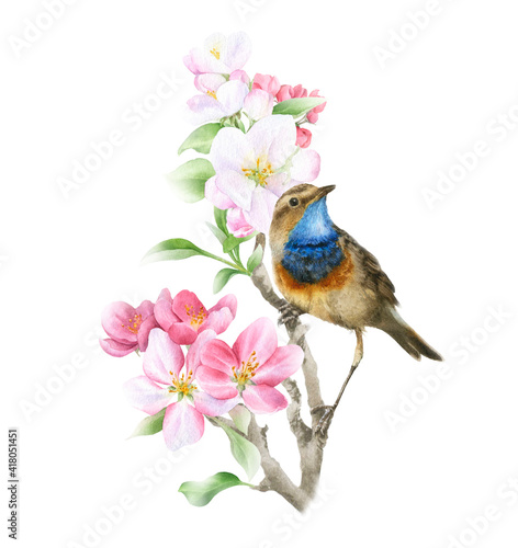 Blooming apple branch and a bird hand drawn in watercolor isolated on a white background. Watercolor illustration. Apple blossom. Floral composition. Spring watercolor illustration
