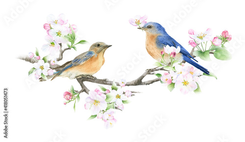 Pair of bluebirds on the blooming apple branch hand drawn in watercolor isolated on a white background. Watercolor illustration. Apple blossom. Floral composition. Spring watercolor illustration