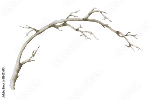 Bare leafless branch hand drawn in watercolor isolated on a white background. Watercolor illustration. Floral element.