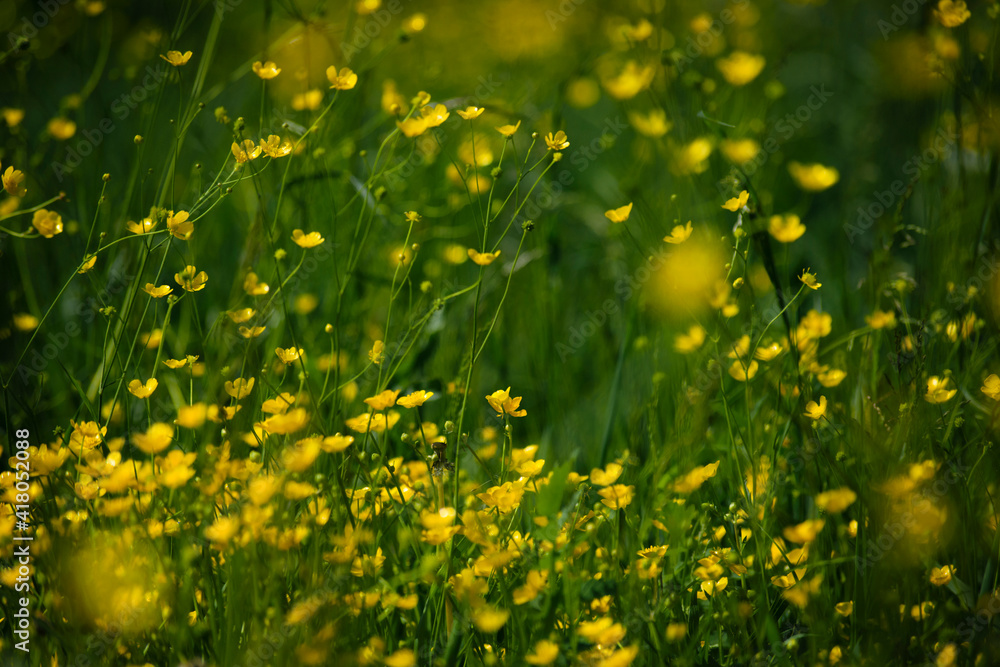 background texture green grass and many small yellow meadow flowers. wildflowers top view. abstract seasonal background, summer little flowers, nature spring, floral abstraction, soft selective focus background texture green grass and many small yellow meadow flowers. wildflowers top view. abstract seasonal background, summer little flowers, nature spring, floral abstraction, soft selective focus