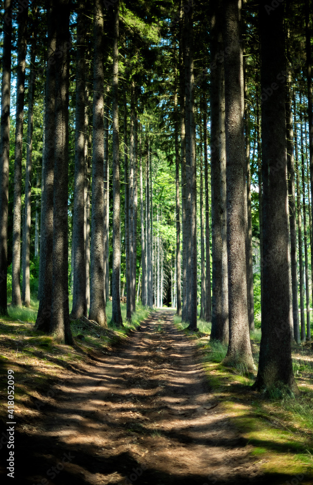 Obraz premium Forest path