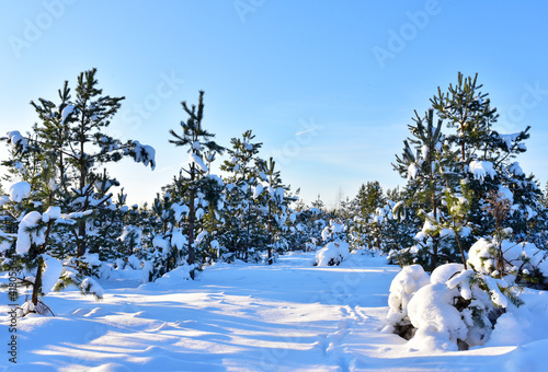 Pine trees in the snow in winter. Pine forest covered with snow after strong snowfall. Awesome winter landscape. Snow-covered tree in the wild forest