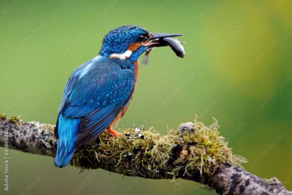 Obraz premium Male kingfisher fishing from a mossy branch