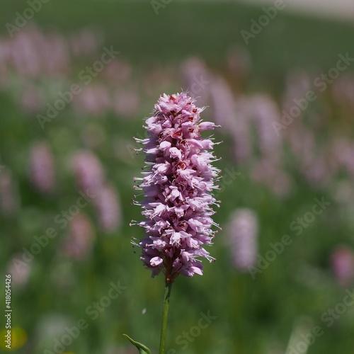 Schlangen-Knöterich oder Wiesen-Knöterich, Bistorta officinalis. Seiser Alm, Dolomiten, Südtirol. 