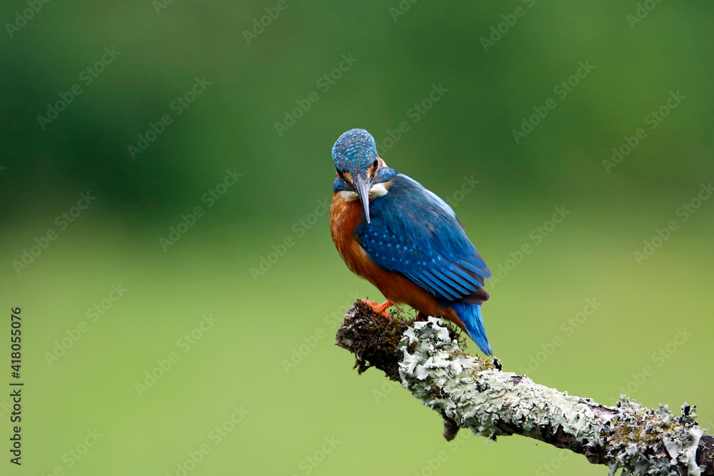 Obraz premium Male kingfisher fishing from a mossy branch