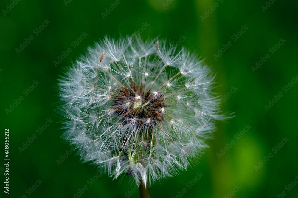 A wild flower in full bloom. A wild flower in full bloom.