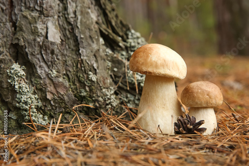 Porcini mushrooms and cone in forest, closeup