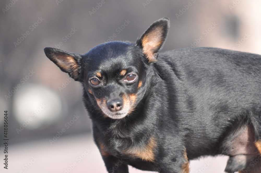 Russian Toy Terrier Looks Into the Distance