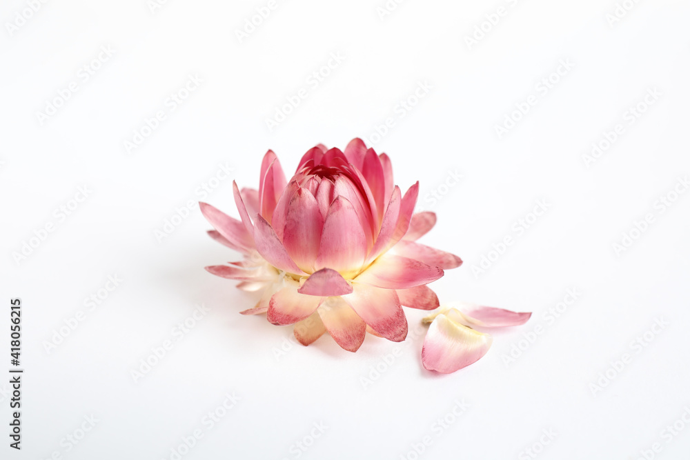 Fototapeta premium Beautiful blooming helichrysum flower isolated on white