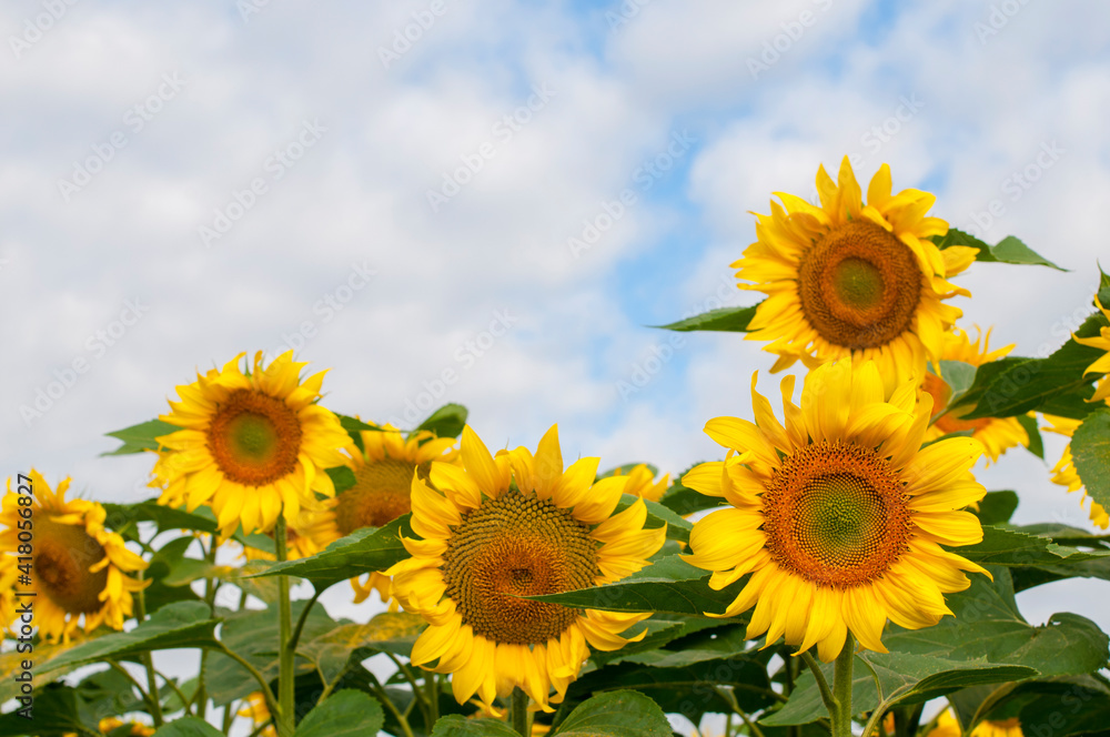 bright sunflowers on a large field on a sunny day