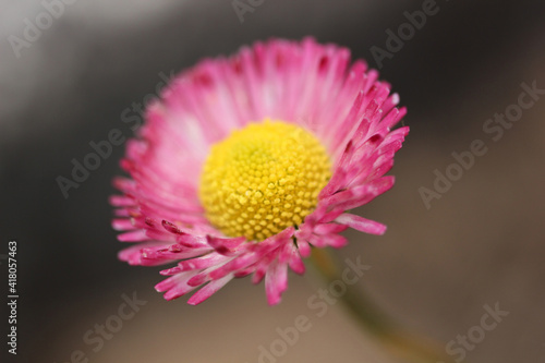 Pink aster. Flower close-up background.