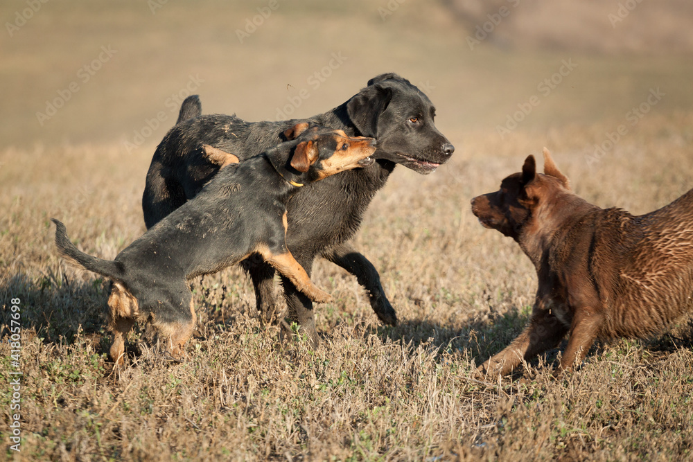 cute little dachshund terrier and a kelpie labrador mixed breed dogs and a black labrador retriever playing with each other on a muddy grass field cute little dachshund terrier and a kelpie labrador mixed breed dogs and a black labrador retriever playing with each other on a muddy grass field