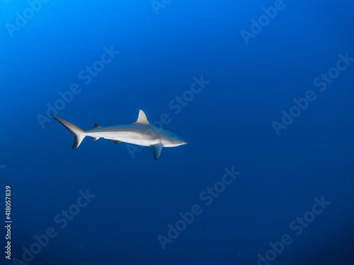 Grey reef shark in a blue  Rangiroa  Tuamotu Islands  French Polynesia in 2012 