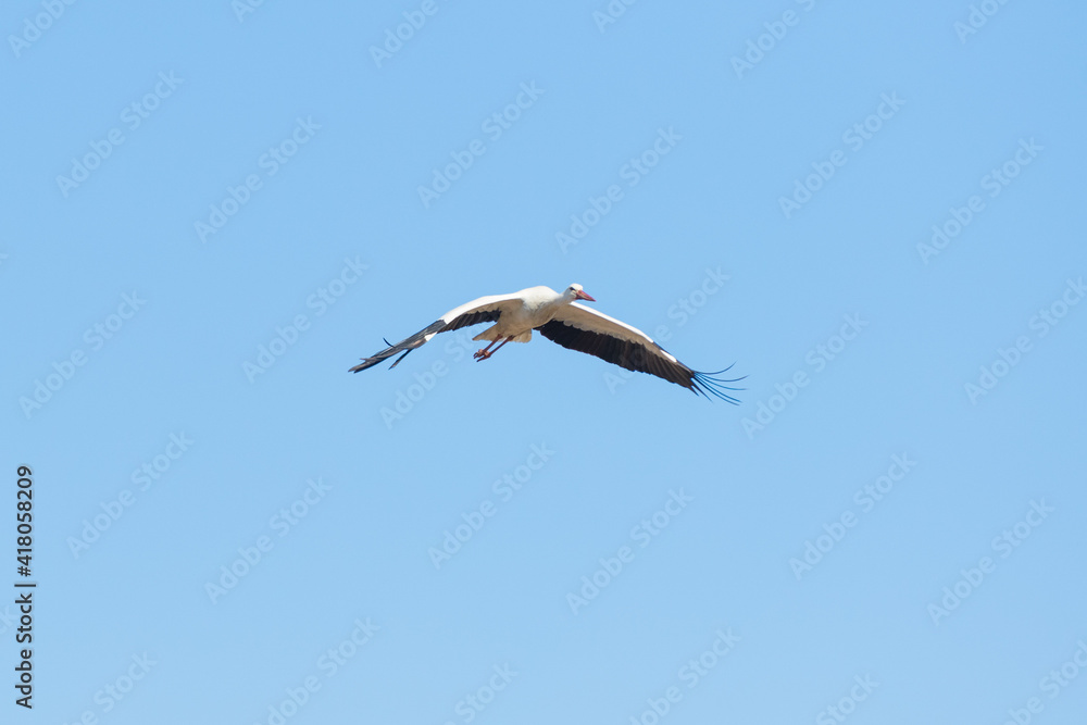 Fototapeta premium Weißstorch im Flug