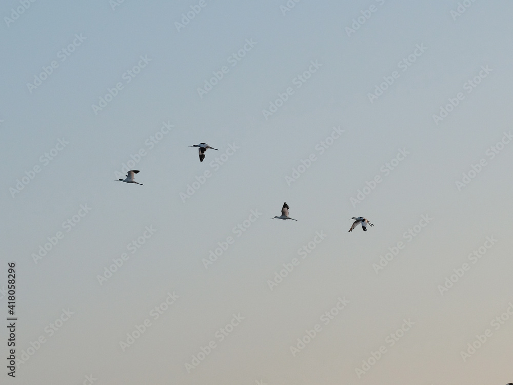 Pied avocet birds in flight by dawn
