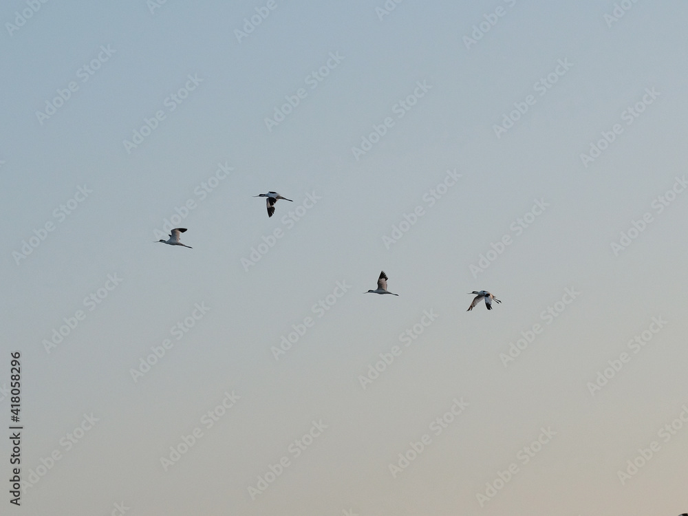 Pied avocet birds in flight by dawn Pied avocet birds in flight by dawn