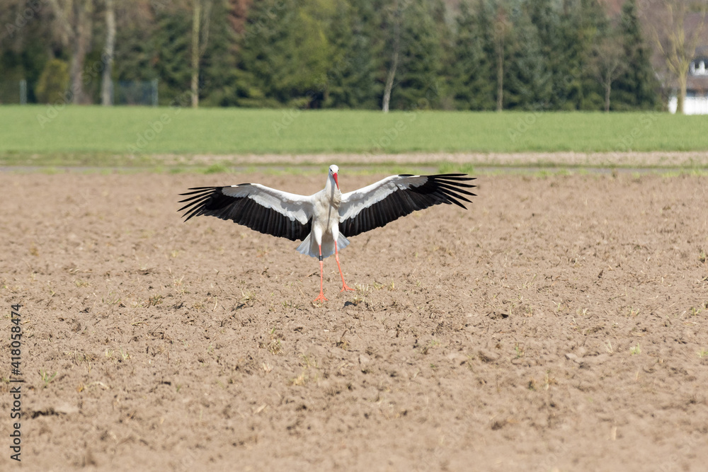 Obraz premium Weißstorch im Flug