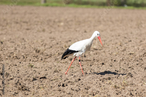 Weißstorch sucht auf dem Acker nach Nahrung