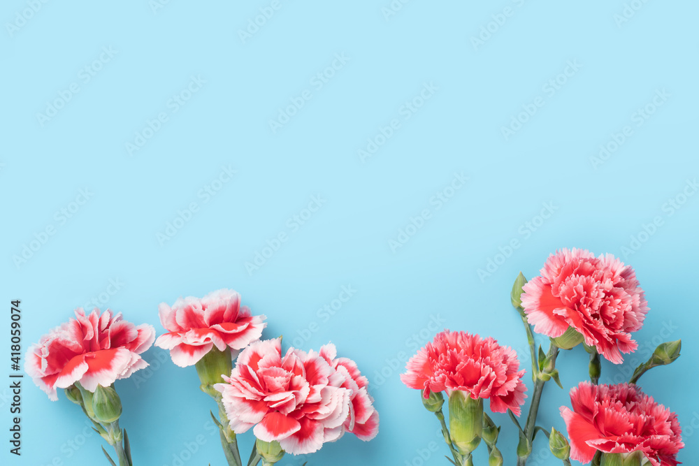 Concept of Mother's day holiday greeting gift with carnation bouquet on bright blue table background Concept of Mother's day holiday greeting gift with carnation bouquet on bright blue table background