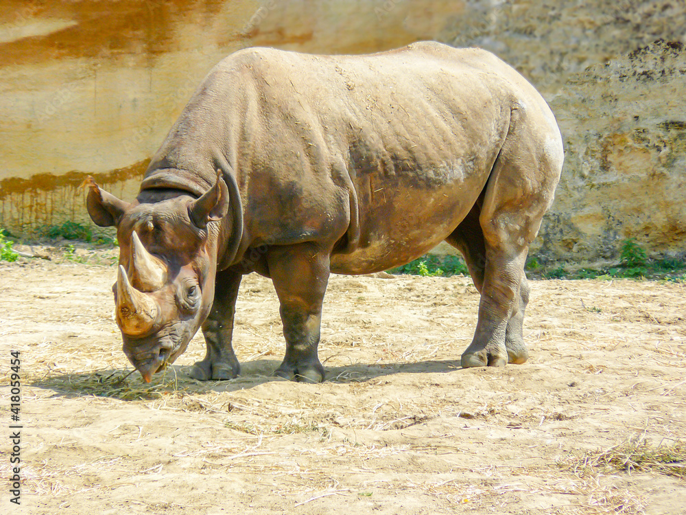 Obraz premium Rhinocéros noir 