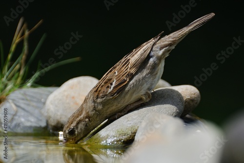 House sparrow  Passer domesticus  female drinks water from a bird s waterhole. Czechia. Europe. 