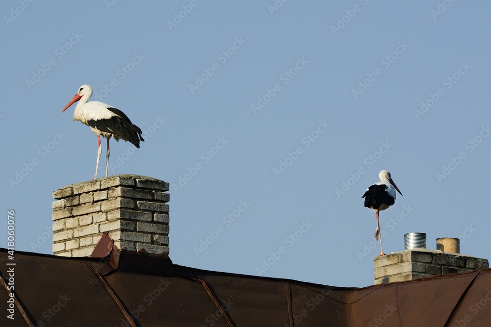 Two storks stand on chimneys. Two storks stand on chimneys.