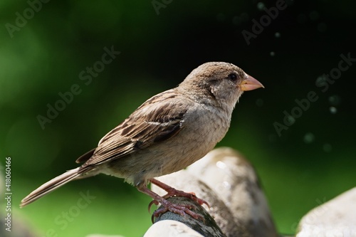 Young tree sparrow stands on the stone. Czechia. Europe. 