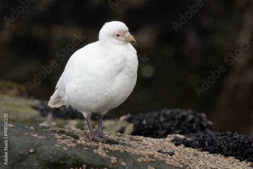 The Snowy Sheathbill  Chionis albus 