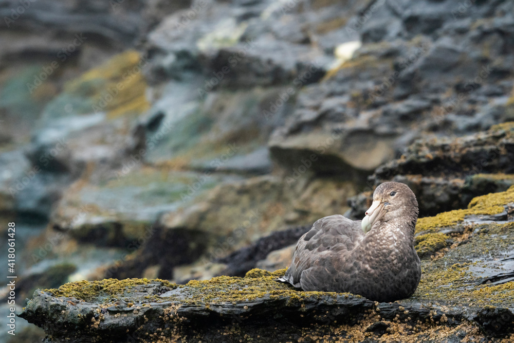 Fototapeta premium Southern Giant Petrel (Macronectes giganteus)