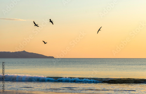 Wild beautiful birds - pelicans fishing in the ocean in sunset with big waves beach Playa Flamingo in Guanacaste, Costa Rica. Central America.