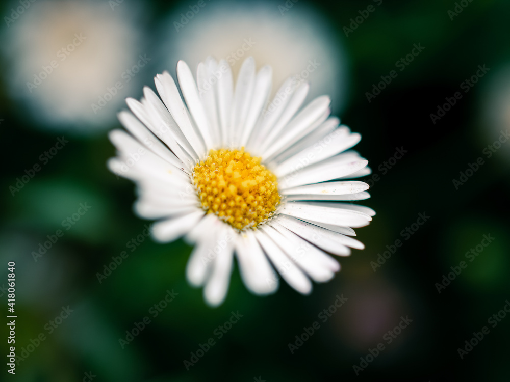Fototapeta premium daisy flower closeup