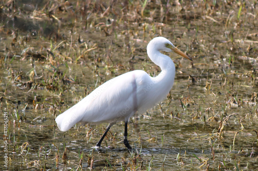 Obraz premium this is a wild life image