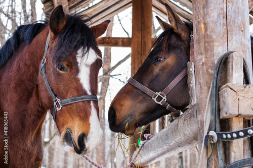 Horse muzzles of red-brown color in bridles stand side by side and separately.