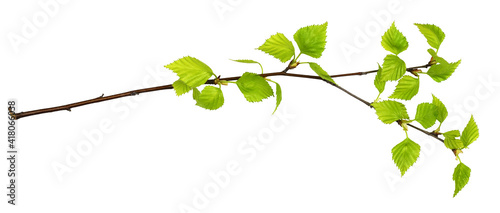 Twig of birch with spring s...