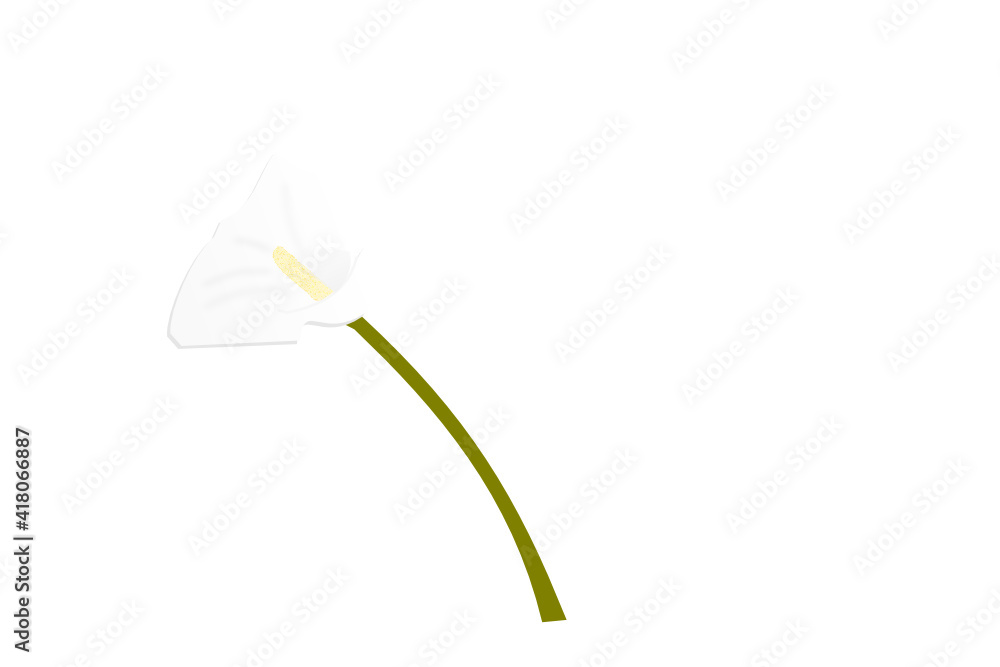calla calla