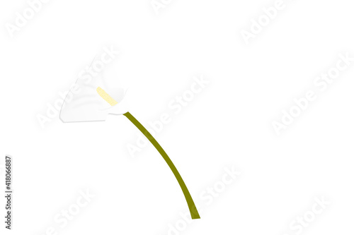 calla