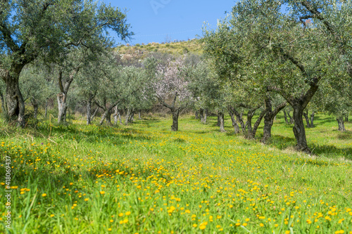 Cerisiers en fleurs au printemps dans une oliveraie