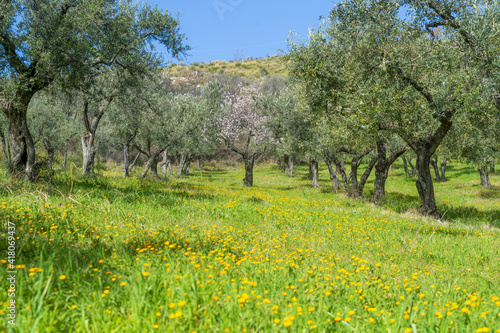 Εκτύπωση καμβά Cerisiers en fleurs au printemps dans une oliveraie