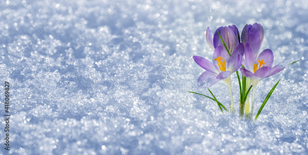 Fotobehang Krokus frühlingserwachen krokus im schnee #418069827